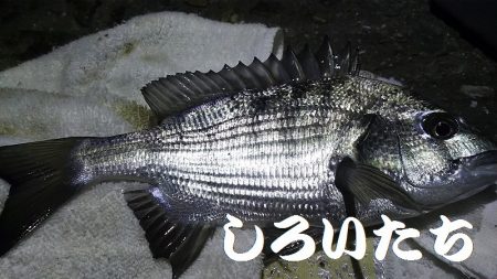 姫路にチヌ狙い。