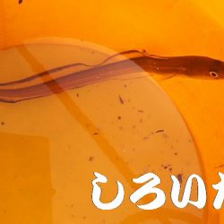 いろいろまわって、サバに遭遇。