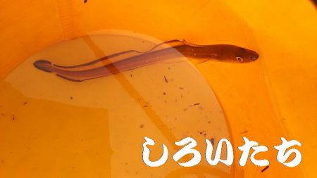 いろいろまわって、サバに遭遇。