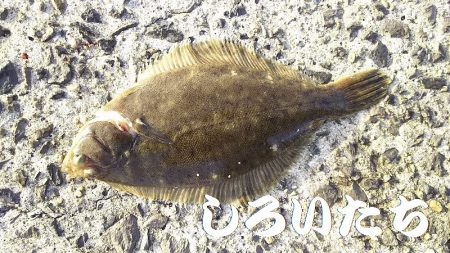 タチウオ調査にカレイ。