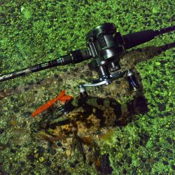 ライトロックフィッシュゲーム