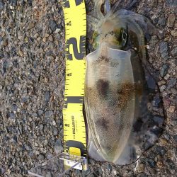 久々のおかっぱり釣行