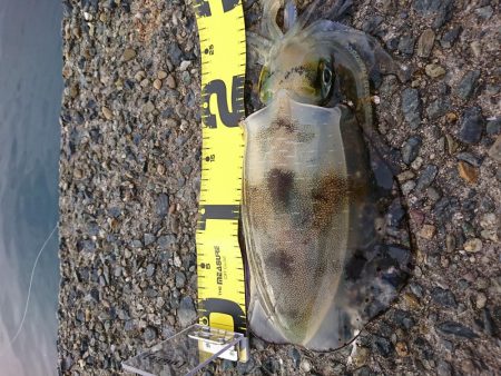 久々のおかっぱり釣行