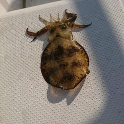 ボートエギング６