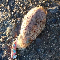 コウイカちゃん