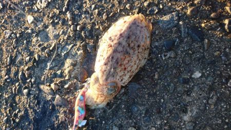 コウイカちゃん