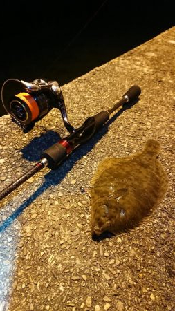 サンキューヌメヌメカレイフィッシュ