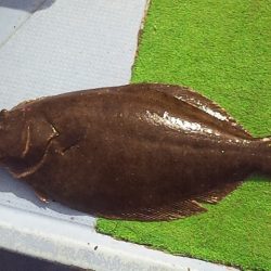 やっぱり泳がせは最強