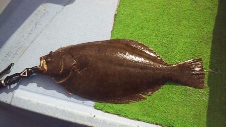 やっぱり泳がせは最強