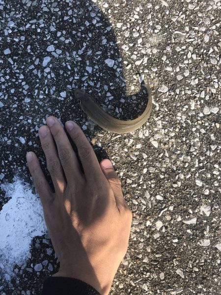 ハゼ・キス釣り