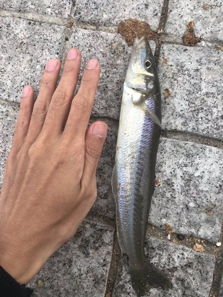 イカの切り身でチョイ投げ