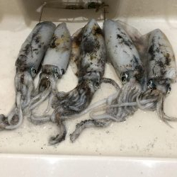 アオリ釣ったぞー