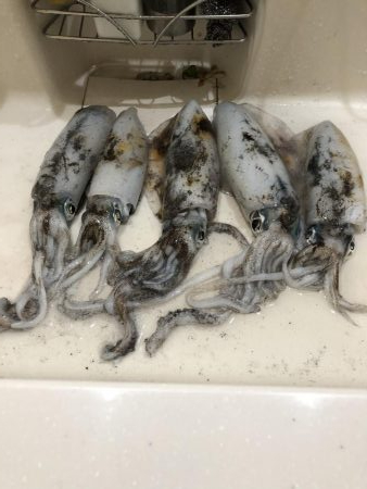 アオリ釣ったぞー