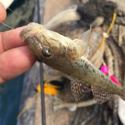 のんびりとハゼ釣り！