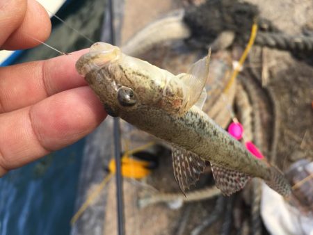 のんびりとハゼ釣り！