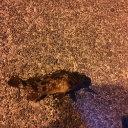 津田・小松島 ライト広域調査