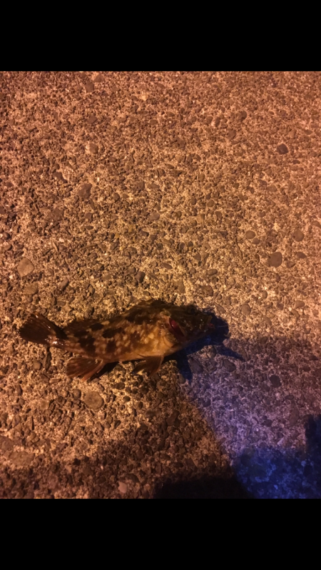 津田・小松島 ライト広域調査