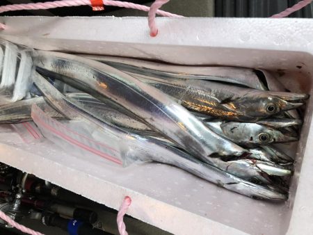 太刀魚好調！