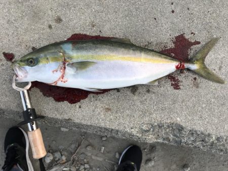 朝まずめからリベンジ夕まずめ