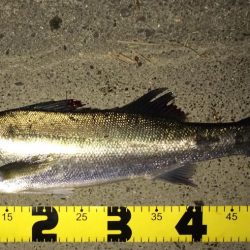 雨あけのシーバス