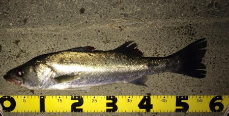 雨あけのシーバス