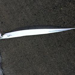 ジグパラ ただ巻きハマる!