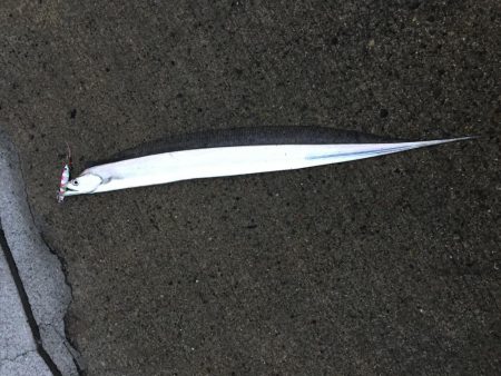 ジグパラ ただ巻きハマる!