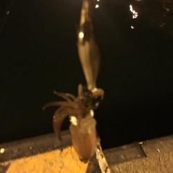 ヒイカ釣り②