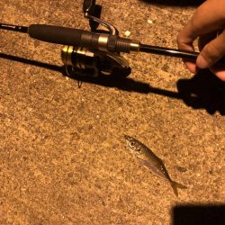 ナイトゲームでアジング