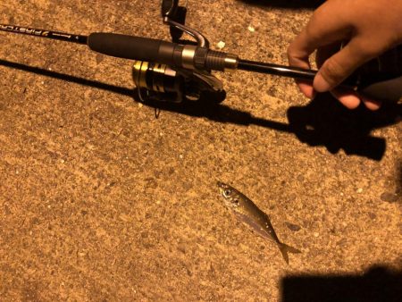 ナイトゲームでアジング