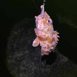 ガシラしかいない