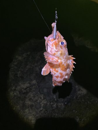 ガシラしかいない