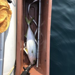 鯛ラバなのに。