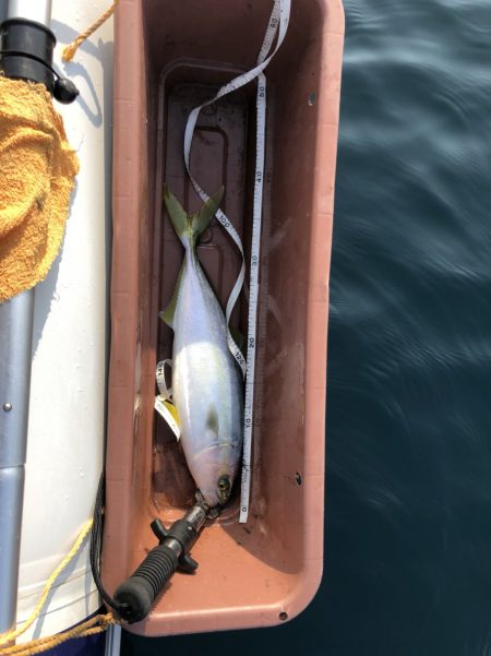 鯛ラバなのに。