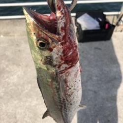 タチウオ終わりか