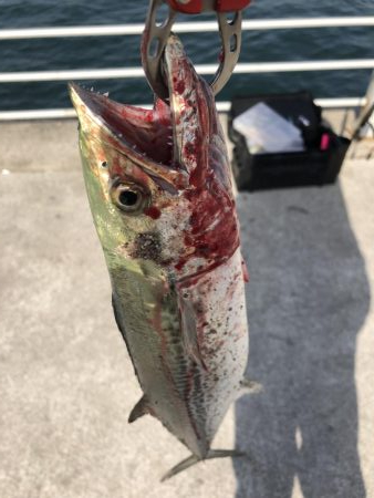 タチウオ終わりか