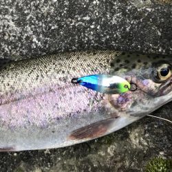 エリアトラウト