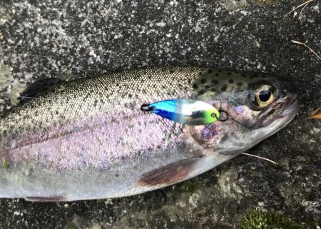 エリアトラウト