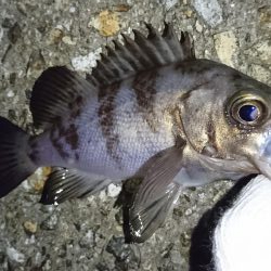 チビメバルラッシュ