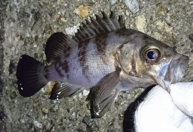 チビメバルラッシュ