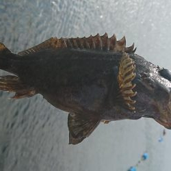 江井ヶ島漁港・根魚