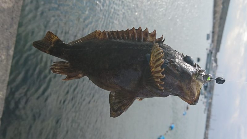 江井ヶ島漁港・根魚