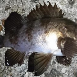 でかいガシラ！