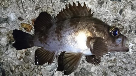 でかいガシラ！