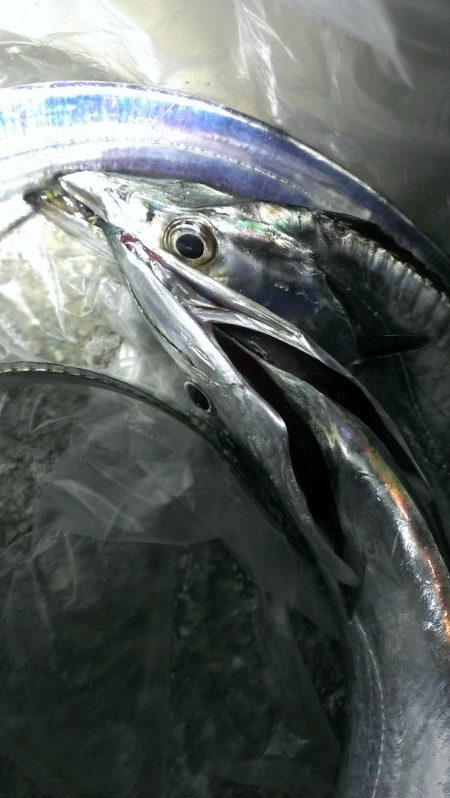 釣果伸びず
