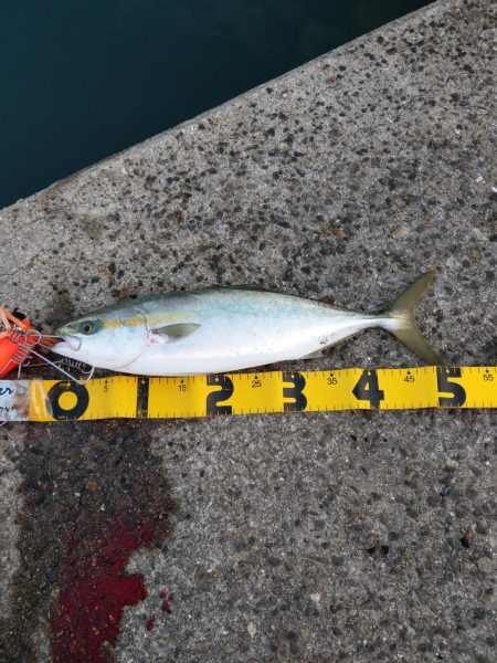 朝マズメのハマチ