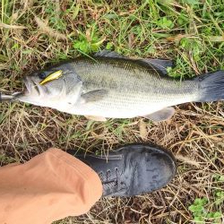 朝まで雨だったので