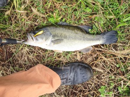 朝まで雨だったので