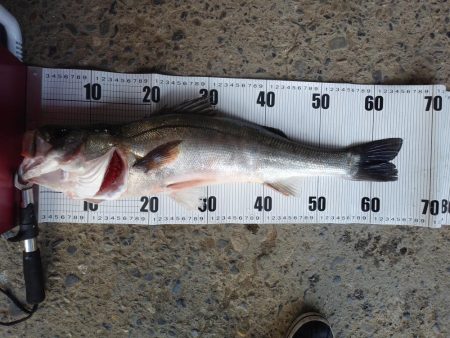 サゴシは釣れず