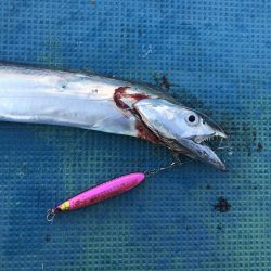 海南発の遊漁船「釣り心」さんで太刀魚ジギング